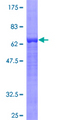 MAPK13 / p38delta Protein - 12.5% SDS-PAGE of human MAPK13 stained with Coomassie Blue