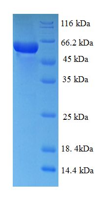 MAPK13 / p38delta Protein