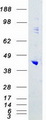 MAPK13 / p38delta Protein - Purified recombinant protein MAPK13 was analyzed by SDS-PAGE gel and Coomassie Blue Staining