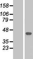 MAPK14 / p38 Protein - Western validation with an anti-DDK antibody * L: Control HEK293 lysate R: Over-expression lysate