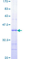 MAPK14 / p38 Protein - 12.5% SDS-PAGE Stained with Coomassie Blue.