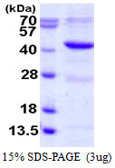 MAPK14 / p38 Protein