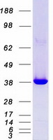 MAPK14 / p38 Protein - Purified recombinant protein MAPK14 was analyzed by SDS-PAGE gel and Coomassie Blue Staining