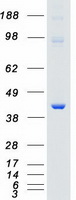 MAPK14 / p38 Protein - Purified recombinant protein MAPK14 was analyzed by SDS-PAGE gel and Coomassie Blue Staining