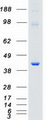 MAPK14 / p38 Protein - Purified recombinant protein MAPK14 was analyzed by SDS-PAGE gel and Coomassie Blue Staining