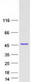 MAPK14 / p38 Protein - Purified recombinant protein MAPK14 was analyzed by SDS-PAGE gel and Coomassie Blue Staining