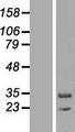 MAPK1IP1L Protein - Western validation with an anti-DDK antibody * L: Control HEK293 lysate R: Over-expression lysate