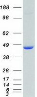 MAPK3 / ERK1 Protein - Purified recombinant protein MAPK3 was analyzed by SDS-PAGE gel and Coomassie Blue Staining