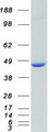 MAPK3 / ERK1 Protein - Purified recombinant protein MAPK3 was analyzed by SDS-PAGE gel and Coomassie Blue Staining