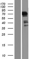 MAPK4 / ERK4 Protein - Western validation with an anti-DDK antibody * L: Control HEK293 lysate R: Over-expression lysate