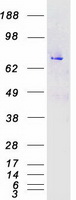 MAPK7 / ERK5 Protein - Purified recombinant protein MAPK7 was analyzed by SDS-PAGE gel and Coomassie Blue Staining