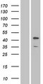 MAPK8 / JNK1 Protein - Western validation with an anti-DDK antibody * L: Control HEK293 lysate R: Over-expression lysate