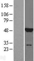 MAPK8 / JNK1 Protein - Western validation with an anti-DDK antibody * L: Control HEK293 lysate R: Over-expression lysate