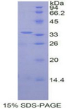 MAPK8 / JNK1 Protein - Recombinant Mitogen Activated Protein Kinase 8 By SDS-PAGE