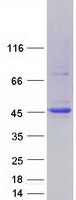 MAPK8 / JNK1 Protein - Purified recombinant protein MAPK8 was analyzed by SDS-PAGE gel and Coomassie Blue Staining