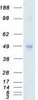 MAPK8 / JNK1 Protein - Purified recombinant protein MAPK8 was analyzed by SDS-PAGE gel and Coomassie Blue Staining
