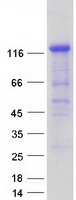 MAPK8IP2 / JIP2 Protein - Purified recombinant protein MAPK8IP2 was analyzed by SDS-PAGE gel and Coomassie Blue Staining