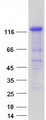 MAPK8IP2 / JIP2 Protein - Purified recombinant protein MAPK8IP2 was analyzed by SDS-PAGE gel and Coomassie Blue Staining