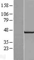 MAPK9 / JNK2 Protein - Western validation with an anti-DDK antibody * L: Control HEK293 lysate R: Over-expression lysate