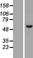 MAPK9 / JNK2 Protein - Western validation with an anti-DDK antibody * L: Control HEK293 lysate R: Over-expression lysate
