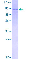 MAPK9 / JNK2 Protein - 12.5% SDS-PAGE of human MAPK9 stained with Coomassie Blue