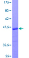 MAPK9 / JNK2 Protein - 12.5% SDS-PAGE Stained with Coomassie Blue.