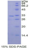 MAPK9 / JNK2 Protein - Recombinant Mitogen Activated Protein Kinase 9 By SDS-PAGE