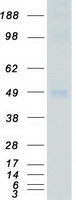 MAPK9 / JNK2 Protein - Purified recombinant protein MAPK9 was analyzed by SDS-PAGE gel and Coomassie Blue Staining