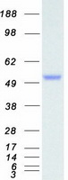 MAPK9 / JNK2 Protein - Purified recombinant protein MAPK9 was analyzed by SDS-PAGE gel and Coomassie Blue Staining