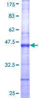 MAPKAP1 / MIP1 Protein - 12.5% SDS-PAGE Stained with Coomassie Blue.