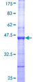 MAPKAP1 / MIP1 Protein - 12.5% SDS-PAGE Stained with Coomassie Blue.