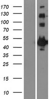 MAPKAPK2 / MAPKAP Kinase 2 Protein - Western validation with an anti-DDK antibody * L: Control HEK293 lysate R: Over-expression lysate