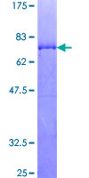 MAPKAPK2 / MAPKAP Kinase 2 Protein - 12.5% SDS-PAGE of human MAPKAPK2 stained with Coomassie Blue