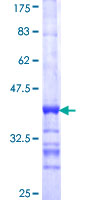 MAPKAPK2 / MAPKAP Kinase 2 Protein - 12.5% SDS-PAGE Stained with Coomassie Blue.