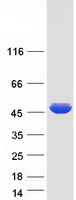 MAPKAPK2 / MAPKAP Kinase 2 Protein - Purified recombinant protein MAPKAPK2 was analyzed by SDS-PAGE gel and Coomassie Blue Staining