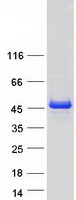 MAPKAPK2 / MAPKAP Kinase 2 Protein - Purified recombinant protein MAPKAPK2 was analyzed by SDS-PAGE gel and Coomassie Blue Staining