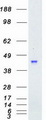 MAPKAPK3 Protein - Purified recombinant protein MAPKAPK3 was analyzed by SDS-PAGE gel and Coomassie Blue Staining