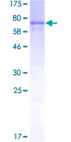 MAPKAPK5 / PRAK Protein - 12.5% SDS-PAGE of human MAPKAPK5 stained with Coomassie Blue