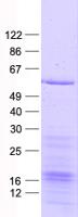 MAPKAPK5 / PRAK Protein