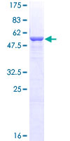 MAPRE1 / EB1 Protein - 12.5% SDS-PAGE of human MAPRE1 stained with Coomassie Blue