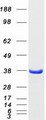 MAPRE1 / EB1 Protein - Purified recombinant protein MAPRE1 was analyzed by SDS-PAGE gel and Coomassie Blue Staining