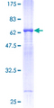 MAPRE2 / EB2 Protein - 12.5% SDS-PAGE of human MAPRE2 stained with Coomassie Blue