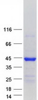 MAPRE2 / EB2 Protein - Purified recombinant protein MAPRE2 was analyzed by SDS-PAGE gel and Coomassie Blue Staining