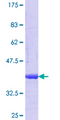 MAPRE3 / EB3 Protein - 12.5% SDS-PAGE Stained with Coomassie Blue.