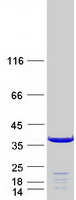 MAPRE3 / EB3 Protein - Purified recombinant protein MAPRE3 was analyzed by SDS-PAGE gel and Coomassie Blue Staining