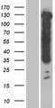 MAPT / Tau Protein - Western validation with an anti-DDK antibody * L: Control HEK293 lysate R: Over-expression lysate