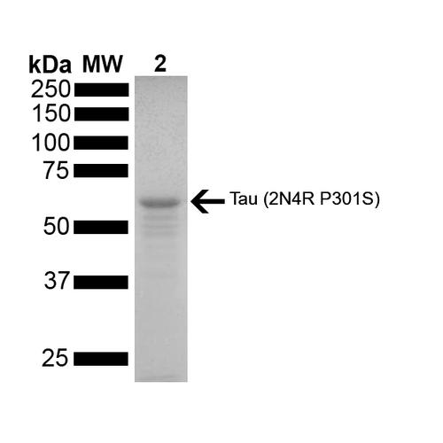 MAPT / Tau Protein - SDS-PAGE of ~67 kDa Human Tau Protein 2N4R P301S Monomer. Lane 1: MW ladder. Lane 2: Tau Protein Monomer