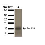 MAPT / Tau Protein - SDS-PAGE of ~16 kDa Human Tau Protein K18 P301L Monomer. Lane 1: MW Ladder. Lane 2: Tau Protein Monomer