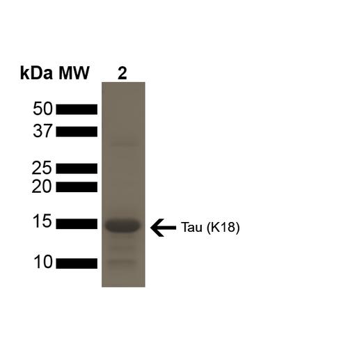 MAPT / Tau Protein - SDS-PAGE of ~15 kDa Active Human Tau Protein K18 P301L Preformed Fibrils. Lane 1: MW Ladder. Lane 2: Tau Protein Preformed Fibrils.
