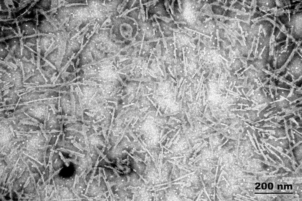 MAPT / Tau Protein - TEM of recombinant Tau441 (2N4R), P301S mutant preformed fibrils (PFFs). Fibrils were sonicated and stained with uranyl acetate.